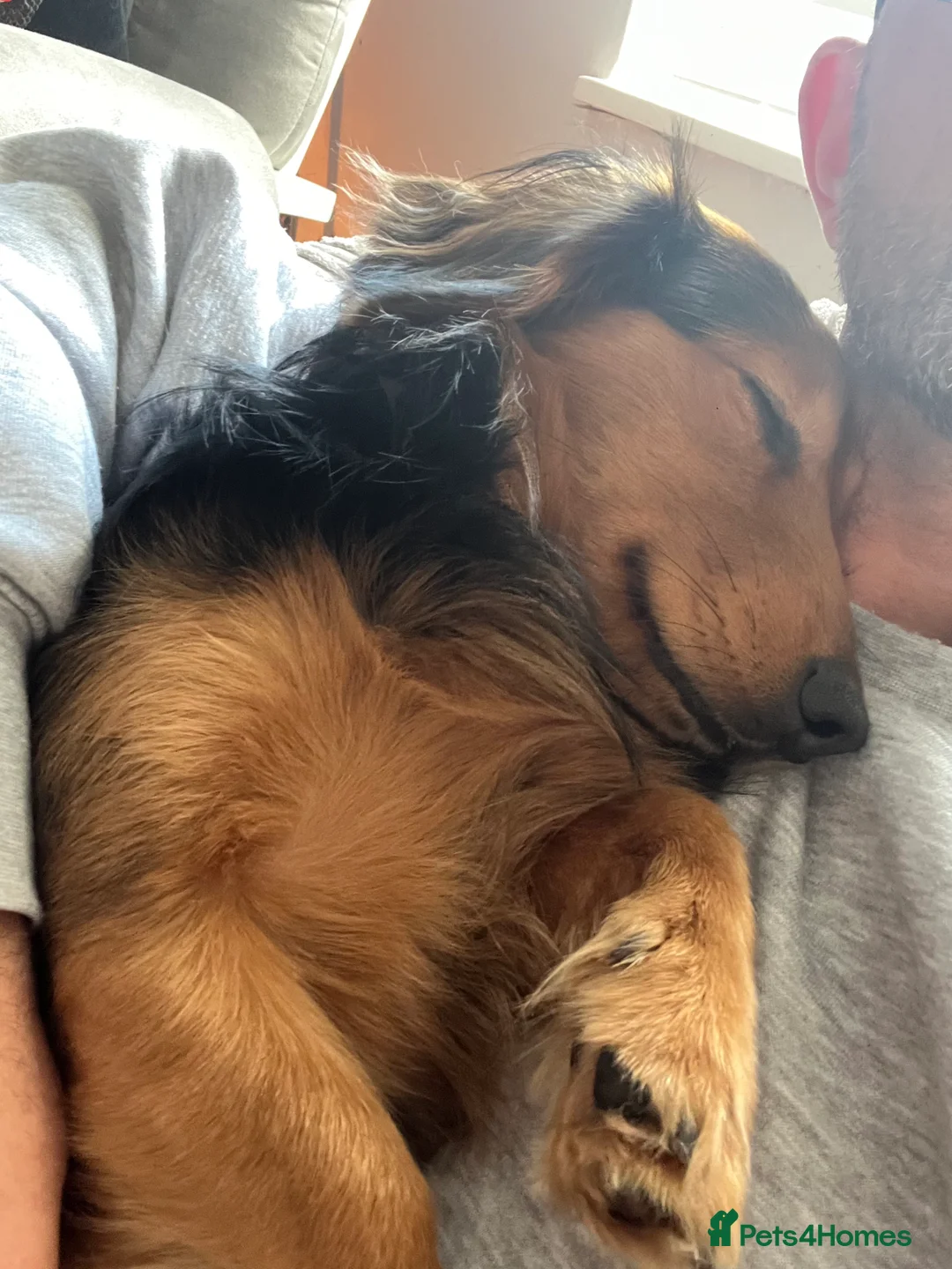 Dachshund dogs for stud: Ralph - Advert 3