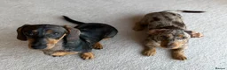 Miniature Dachshund dogs for sale: 2 bonded mini dachshund girls (price for both) - Advert 3