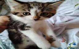 Domestic Shorthair cats for sale: Beautiful kittens baby girls ready for new home  - Image 9