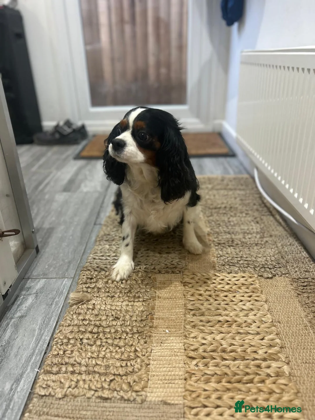 Cavapoo dogs for sale: Cavapoo puppy - Advert 5