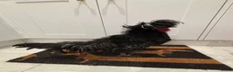 Chickens poultry for sale: Gorgeous Polish Cockerel  in Ascot - Advert 3