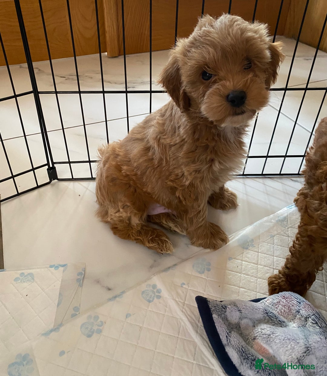 Cockapoo dogs for sale: 💙💙Cockerpoos🩷🩷 Ready Now💙🩷 - Image 2