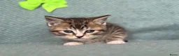 British Shorthair cats for sale: Introducing the Cute Curious kittens  - Advert 5