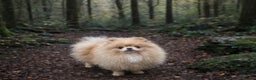 Pomeranian dogs for stud: Beautiful Cream Stud Boy  - Advert 4