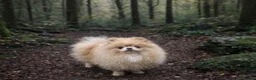 Pomeranian dogs for stud: Beautiful Cream Stud Boy  - Advert 4