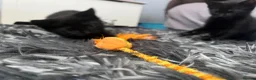 Mixed Breed cats for sale: Beautiful kittens for their furever homes - Advert 9