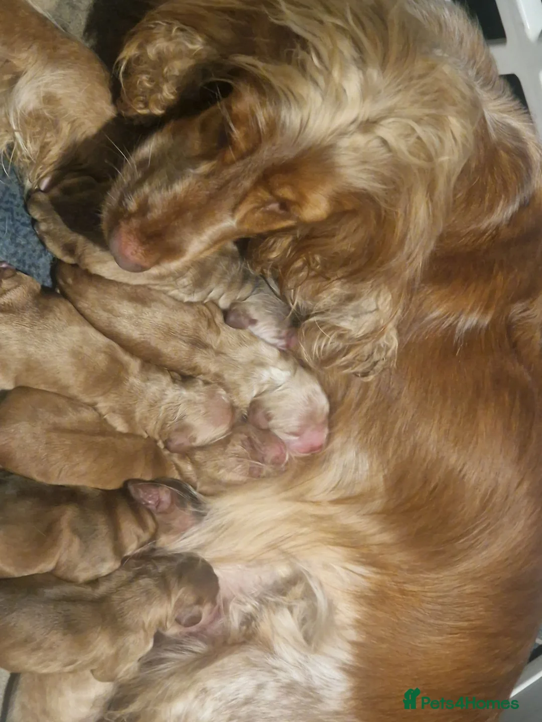Cocker Spaniel dogs for sale: Show Type Cocker Spaniels - Advert 2