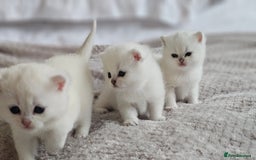 British Shorthair cats for sale: British Shorthair - Advert 10