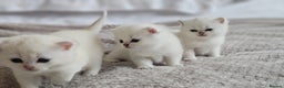 British Shorthair cats for sale: British Shorthair - Advert 10