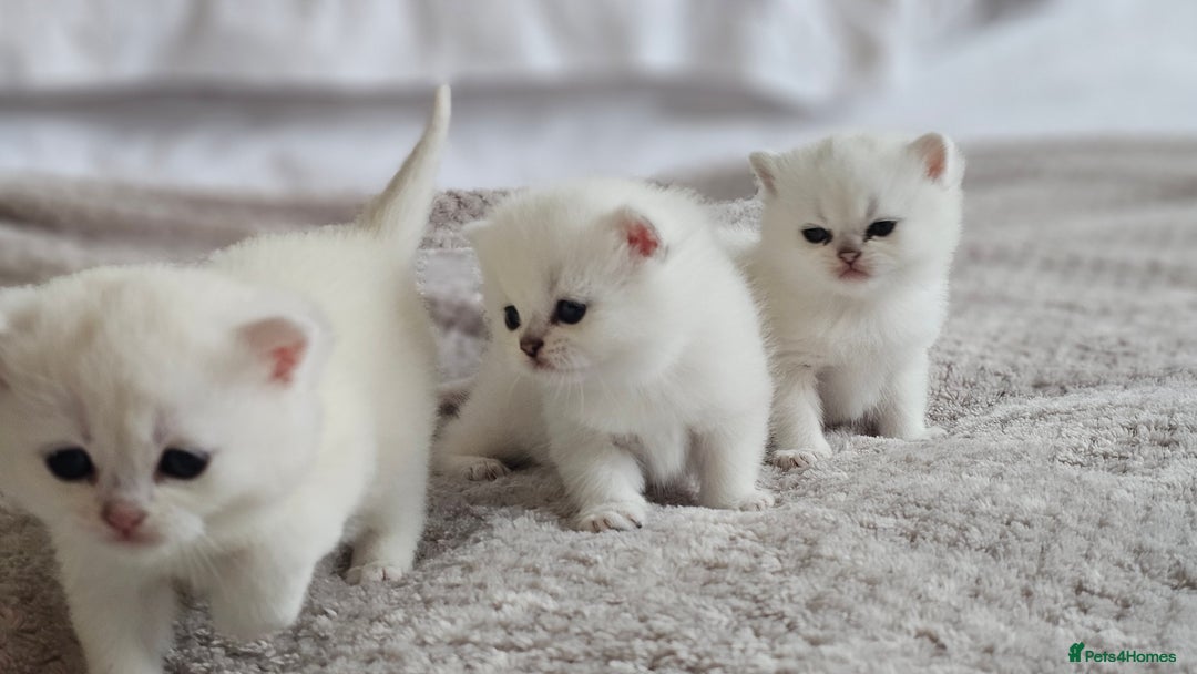 British Shorthair cats for sale: British Shorthair - Advert 10