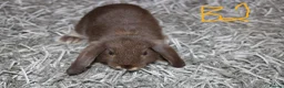 Mini Lop rabbits for sale: 5 Mini Lop / Mini Plush Babies - Advert 5