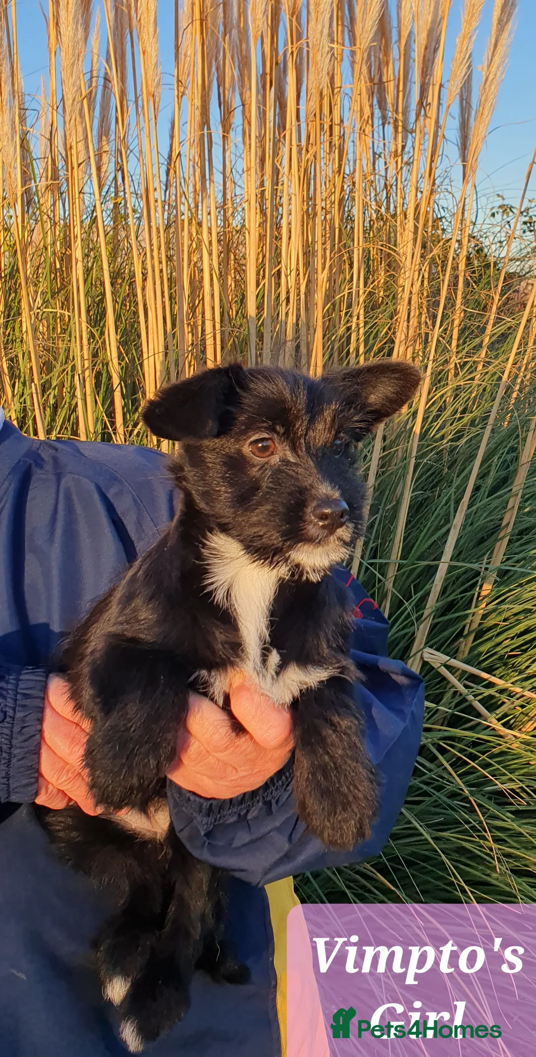 Mixed Breed dogs for sale: 3 Beautiful Jack Russell Cross Pups - Advert 2