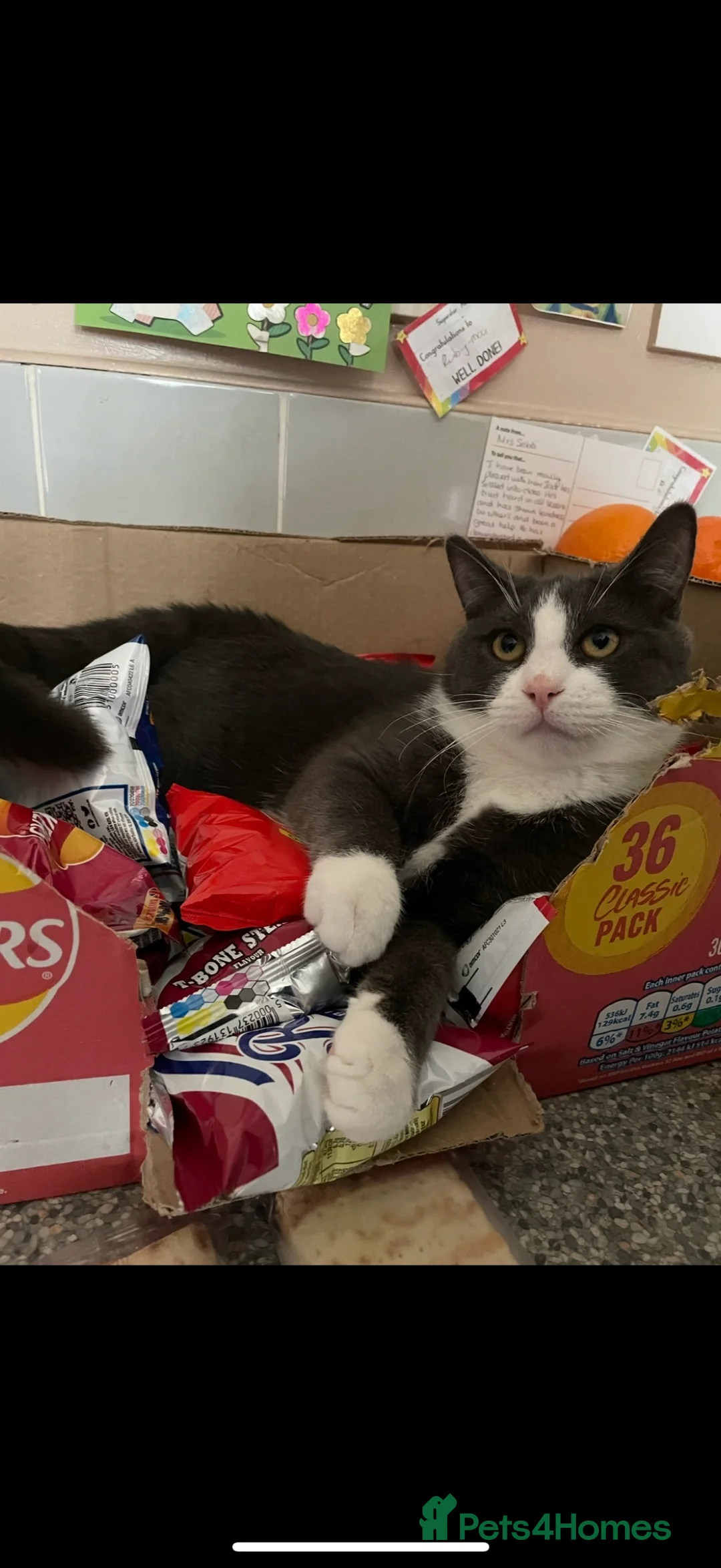 Mixed Breed cats for sale: Two male house trained brothers - Advert 3