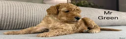Double Doodle dogs for sale: A REALLY EXCITING MIX OF BREEDS. GORGEOUS!!! - Advert 11