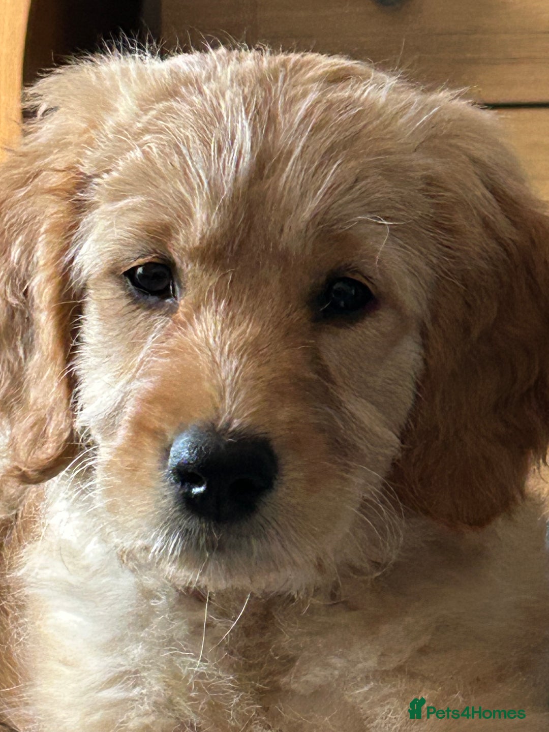 Goldendoodle dogs for sale: Golden doodle puppy - Image 5