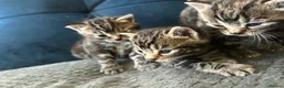 Mixed Breed cats for sale: Kitten  - Advert 9