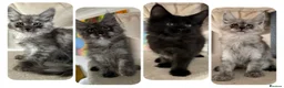 Maine Coon cats for sale: XXL kittens Tica ❤️ - Advert 1