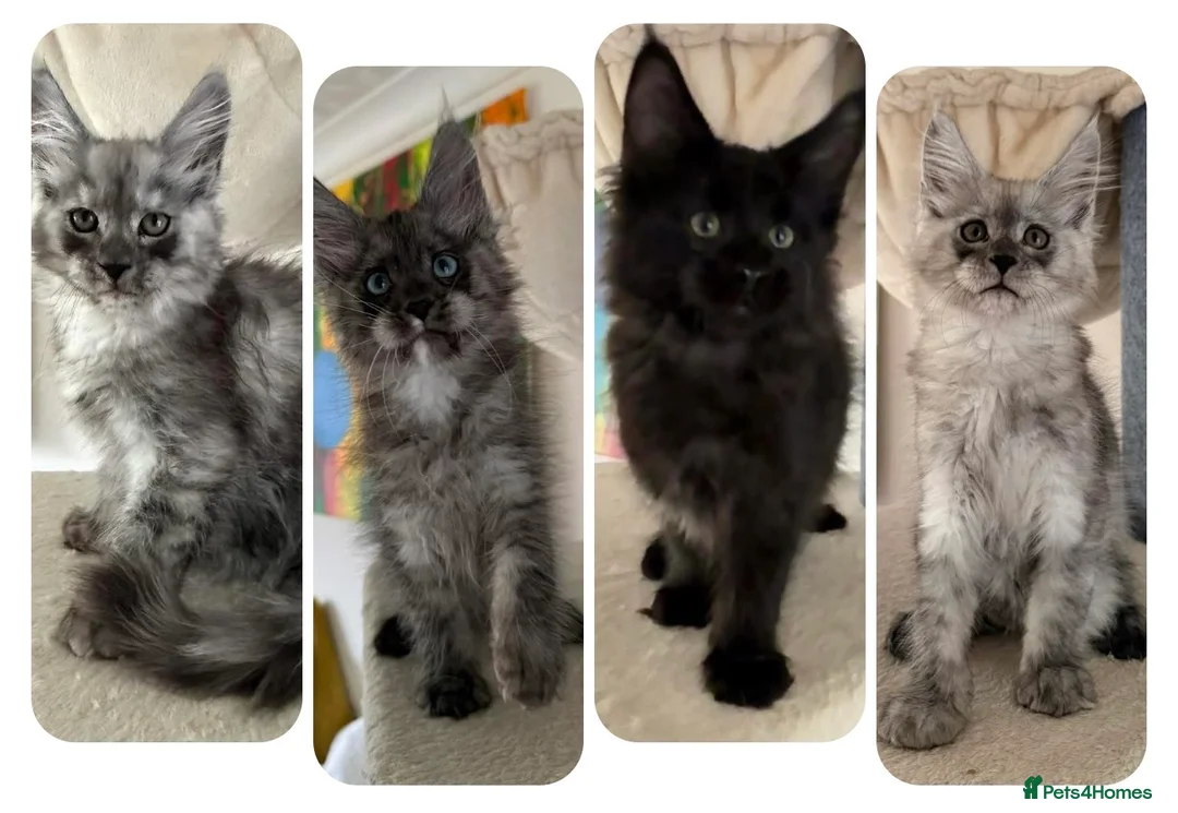 Maine Coon cats for sale: XXL kittens Tica ❤️ - Advert 1