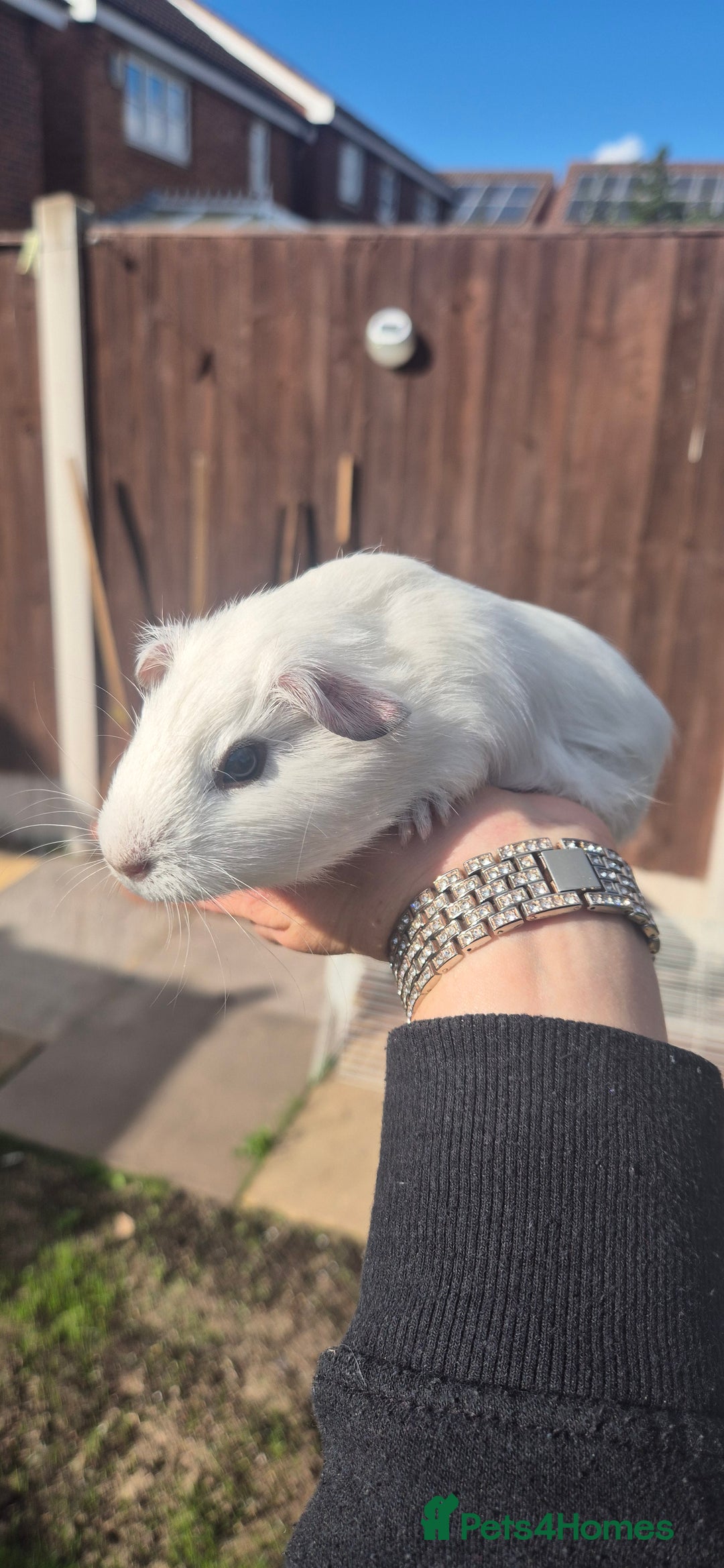 Mini Lop rabbits for sale: Guinea Pigs in Walsall - Image 5