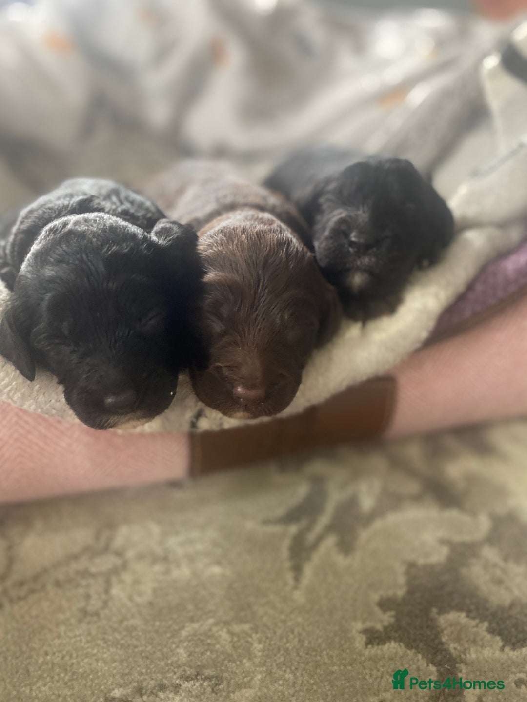 Sproodle dogs for sale: sproodle puppies - Image 3