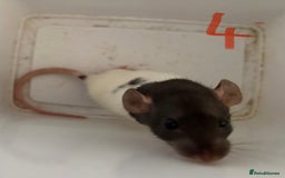 Rat rodents for sale: Mixed baby rats  - Image 4