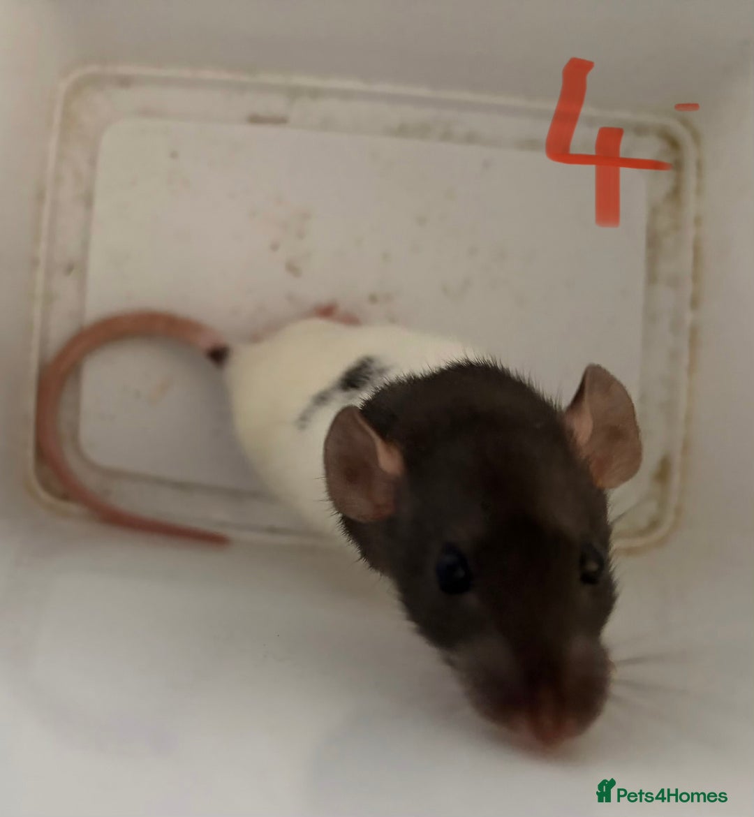 Rat rodents for sale: Mixed baby rats  - Image 4