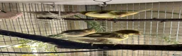 Canaries birds for sale: FIFE CANARY'S - Advert 3