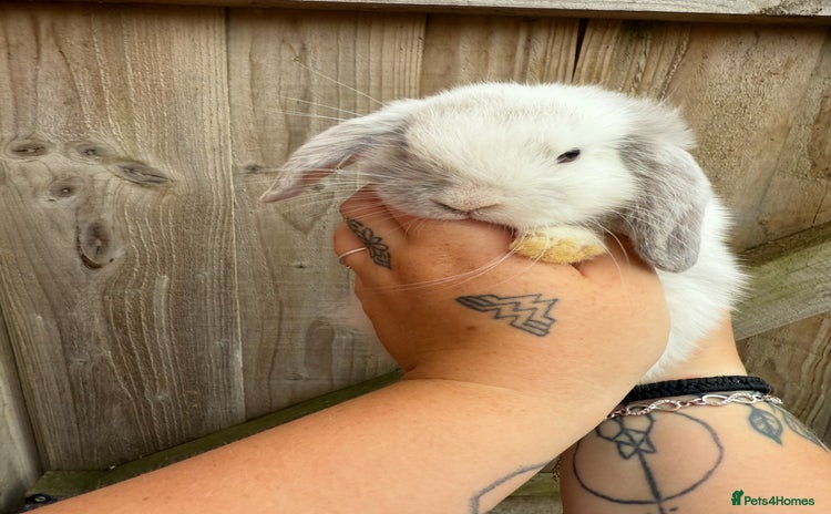 Mini Lop rabbits - Advert 3