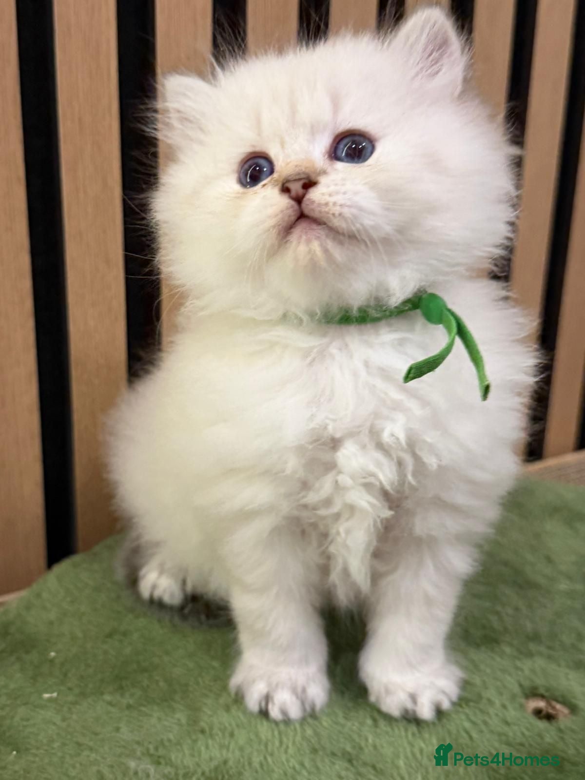 British Longhair cats PURE-Beautiful British kittens female long hair  - Advert 3