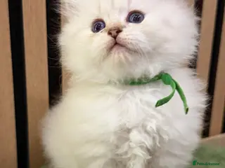 British Longhair cats PURE-Beautiful British kittens female long hair - Advert 2
