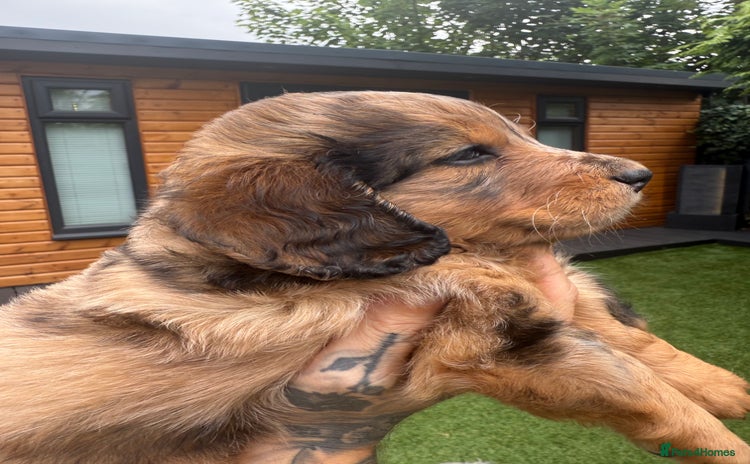 Mixed Breed dogs - Advert 12