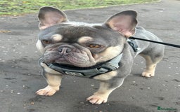 French Bulldog dogs for stud: LOKI “THE SON OF MISCHIEF” lilac Tan  in Coatbridge - Image 4