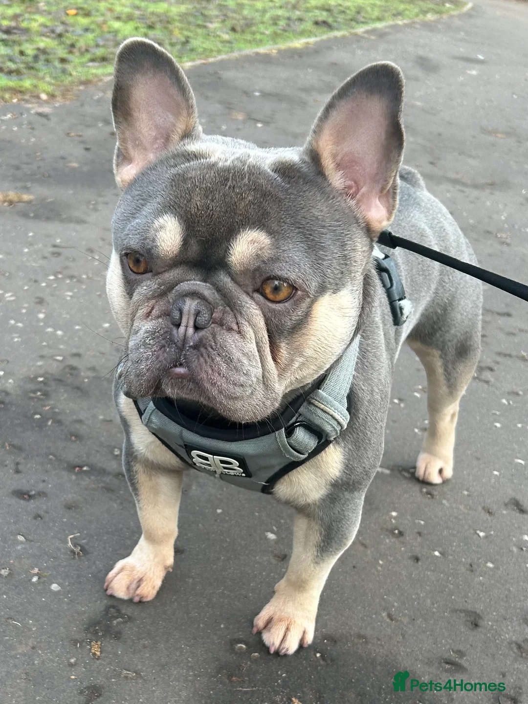 French Bulldog dogs for stud: LOKI “THE SON OF MISCHIEF” lilac Tan  in Coatbridge - Advert 4