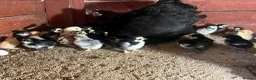 Chickens poultry for sale: Day old Pekin chicks for sale  - Advert 4