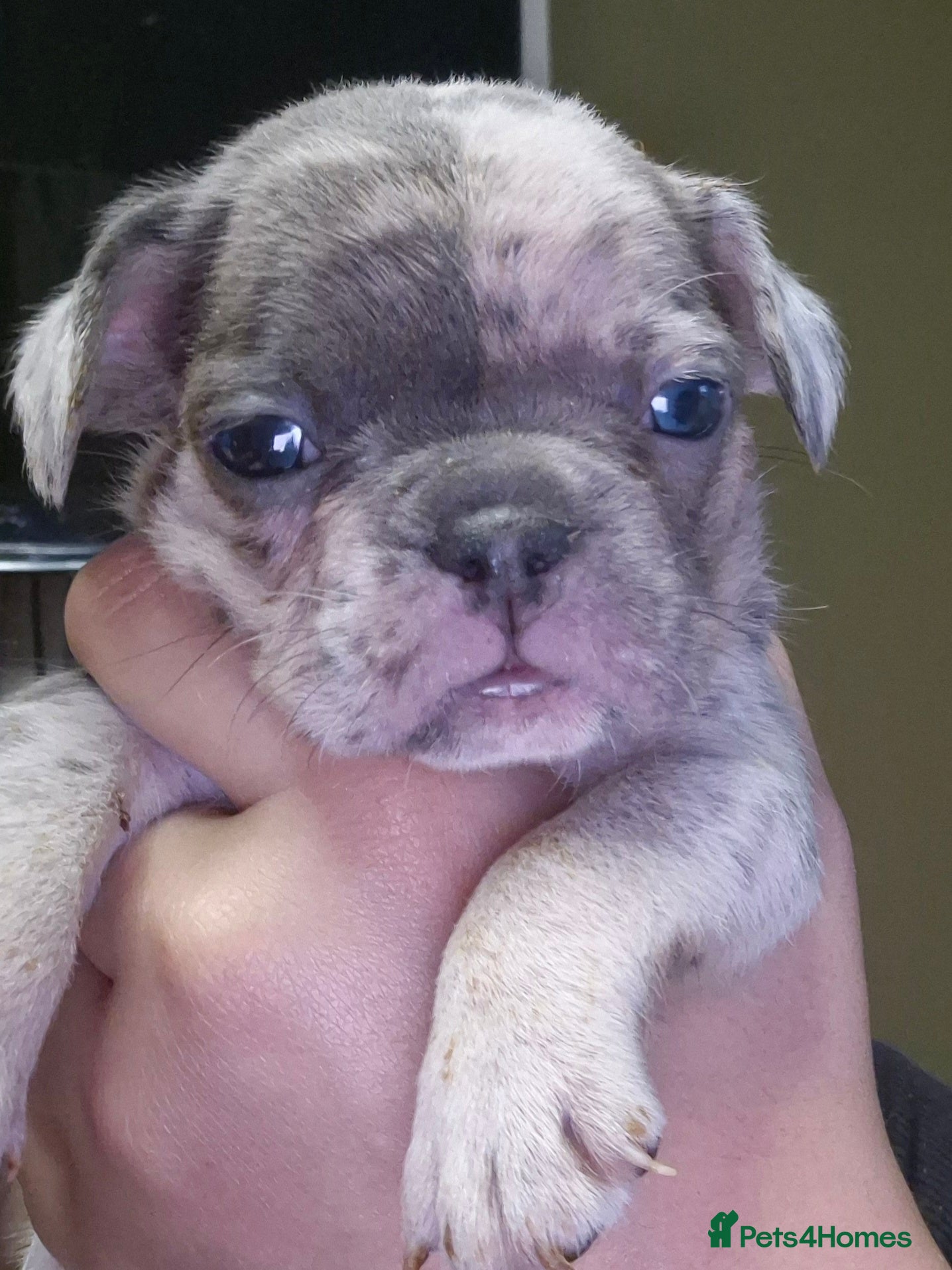 French Bulldog dogs Stunning litter of frenchies  - Advert 18