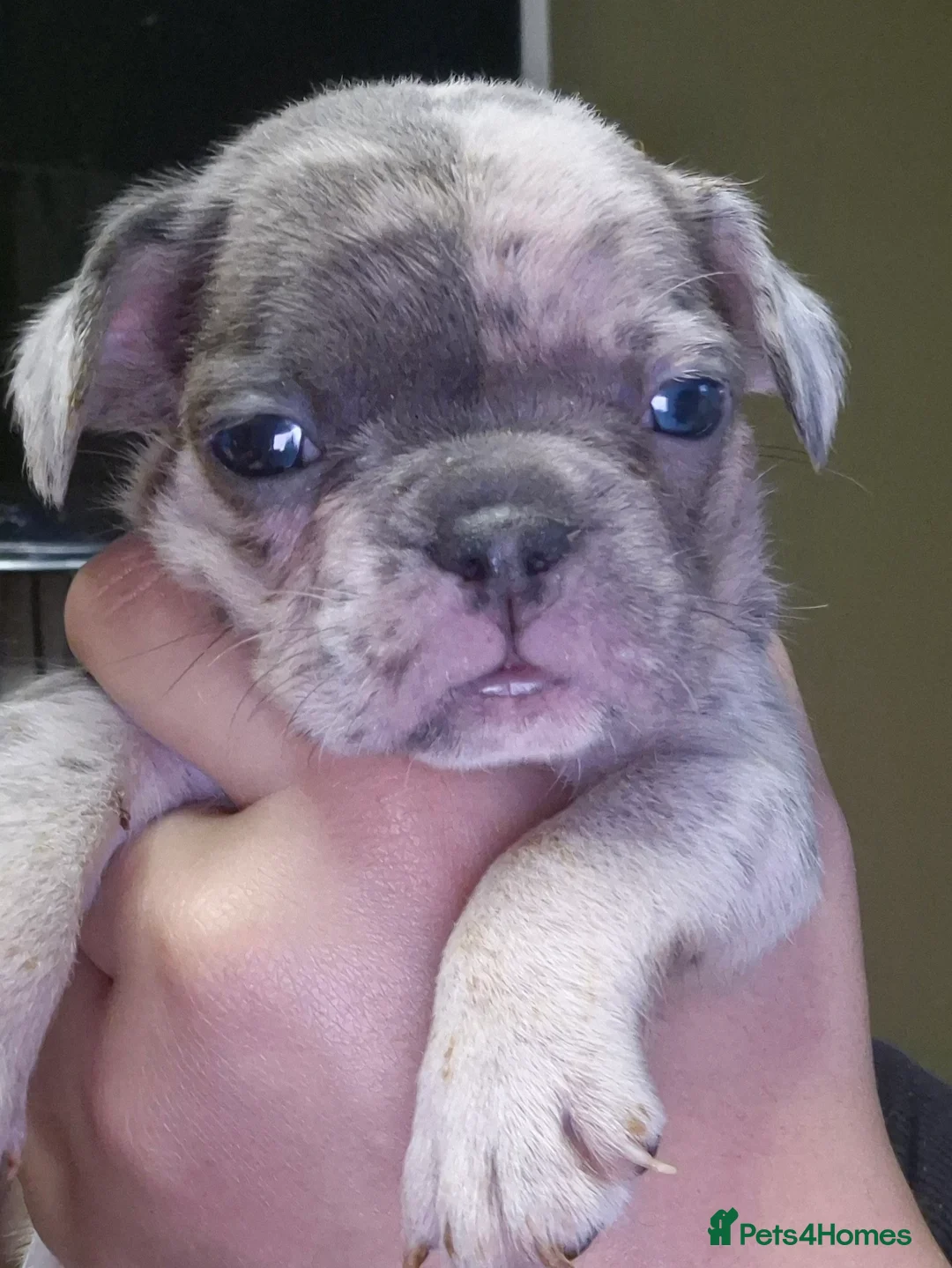 French Bulldog dogs for sale: Stunning litter of frenchies  - Advert 9