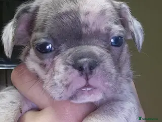 French Bulldog dogs Stunning litter of frenchies - Advert 18