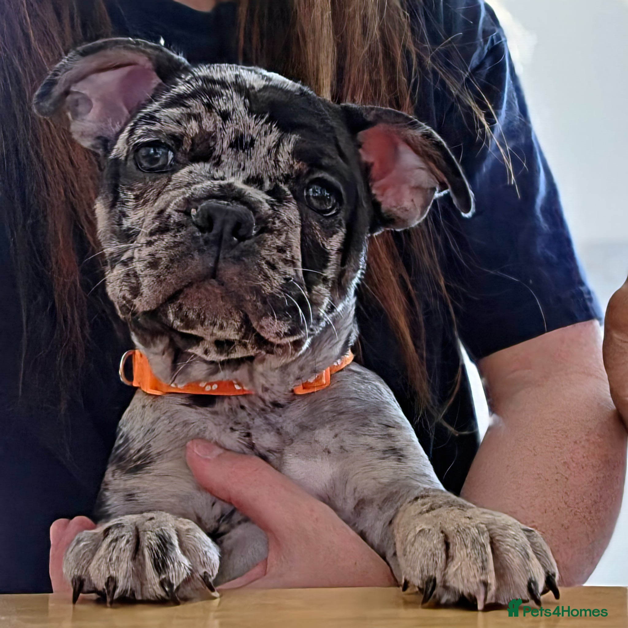 French Bulldog dogs French bulldog puppies READY NOW  - Advert 15