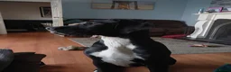 Great Dane dogs for sale: Great Dane Puppies in Londonderry - Advert 11