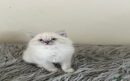 Ragdoll cats for sale: Ragdoll kittens  - Image 9