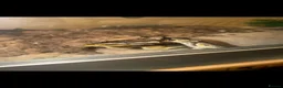 Python Snake reptiles for sale: Ball Python  in Neath - Advert 2