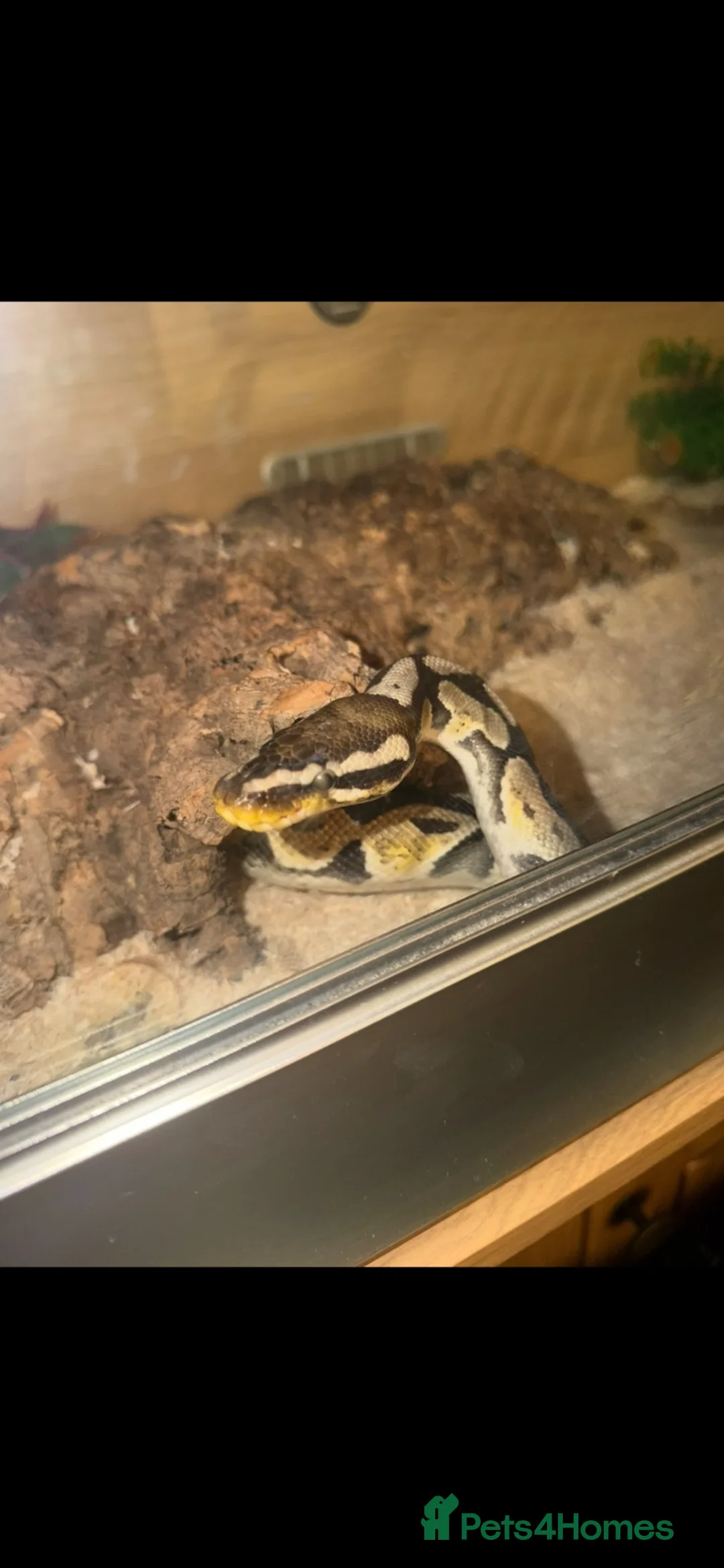 Python Snake reptiles for sale: Ball Python  in Neath - Advert 2