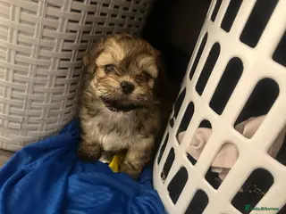 Lhasa Apso dogs Beautiful mini Lhasa apso’ - Advert 5