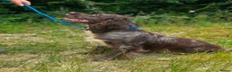 Cocker Spaniel dogs for sale: Cocker Spaniel for sale (merle) - Advert 6