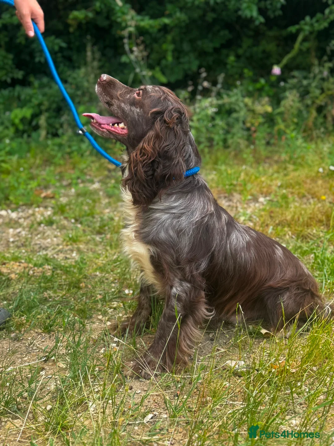 Cocker Spaniel dogs for sale: Cocker Spaniel for sale (merle) - Advert 6