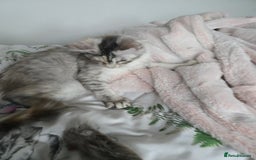 Maine Coon cats for sale: MAINE COON TICA REGISTERED KITTENS READY NOW  - Image 14