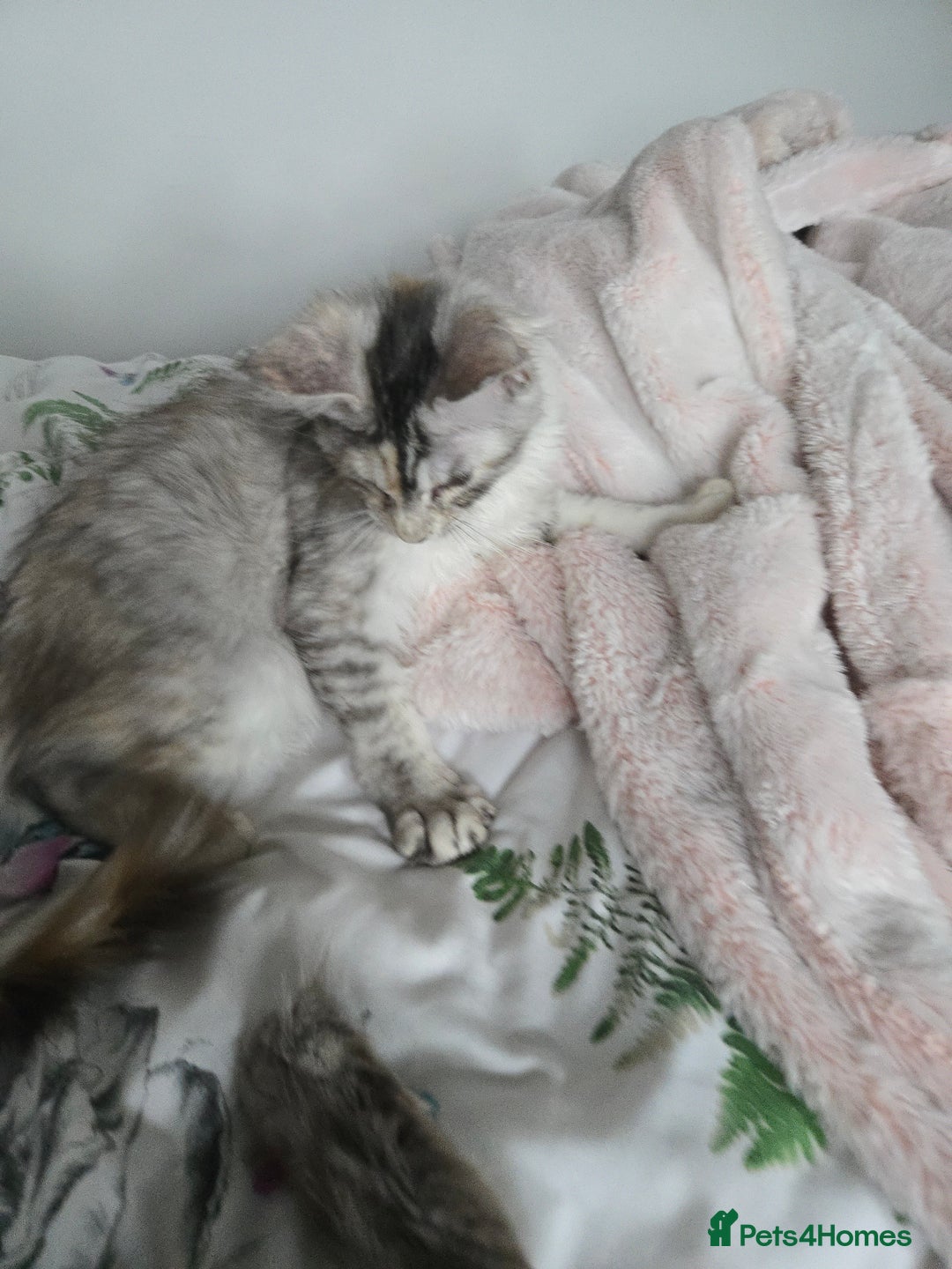 Maine Coon cats for sale: MAINE COON TICA REGISTERED KITTENS READY NOW  - Image 14