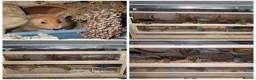 Hamster rodents for sale: 4 beautiful hamsters with thier enclosures - Advert 1