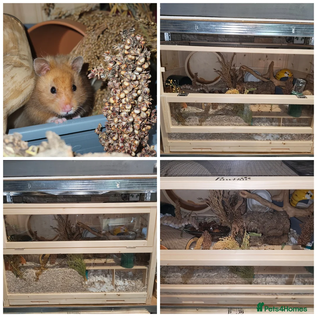 Hamster rodents for sale: 4 beautiful hamsters with thier enclosures - Advert 1