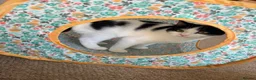 British Shorthair cats for sale: Male kitten - Advert 7